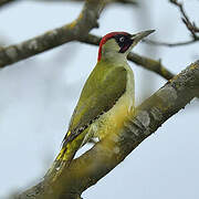 European Green Woodpecker