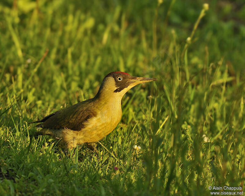 European Green Woodpecker female immature, identification, Behaviour