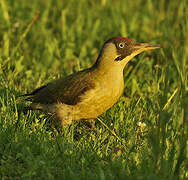 European Green Woodpecker