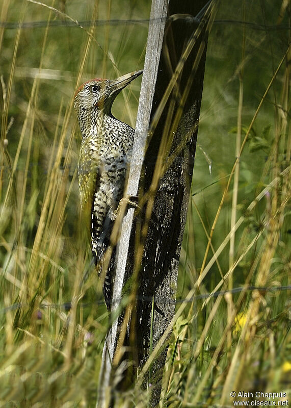 European Green Woodpeckerjuvenile, identification, Behaviour