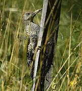 European Green Woodpecker