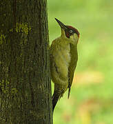 European Green Woodpecker