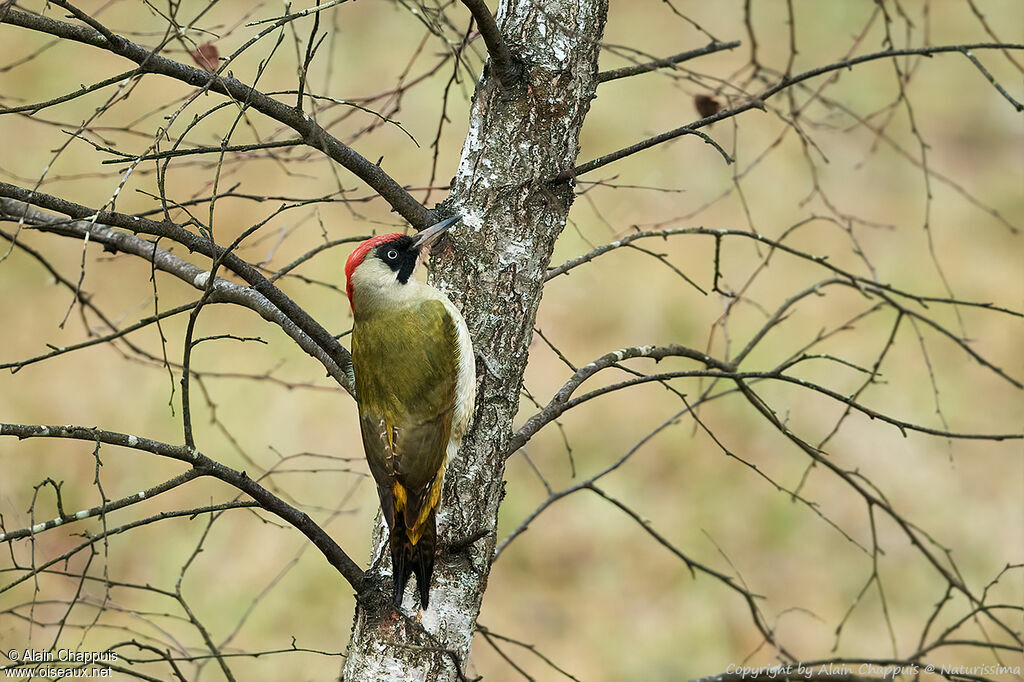 European Green Woodpecker male, identification