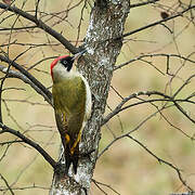 European Green Woodpecker