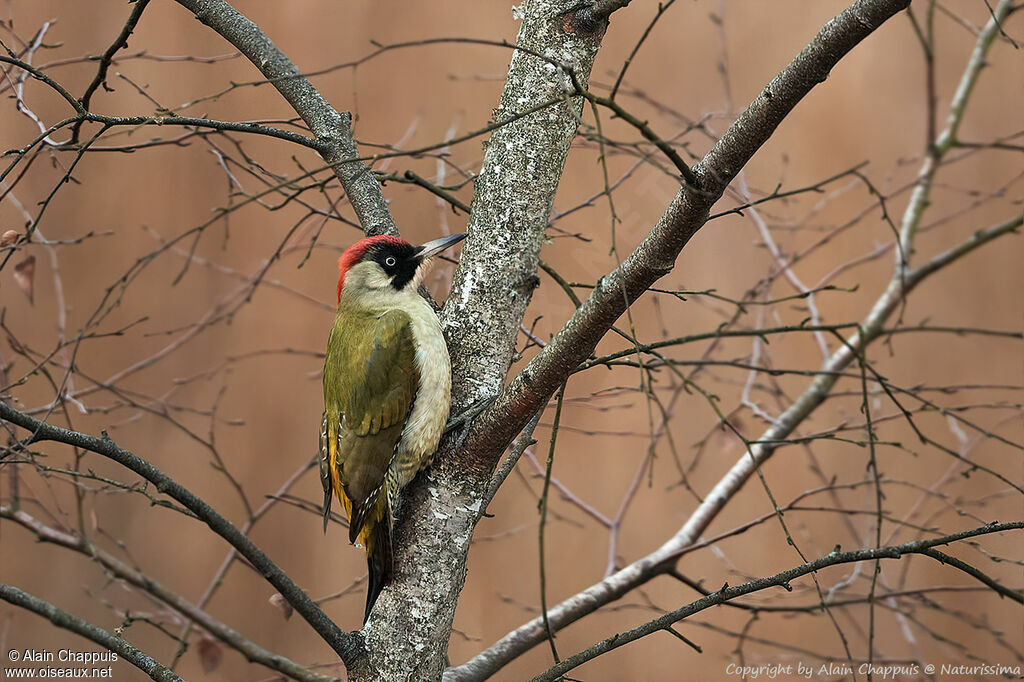 European Green Woodpecker female adult