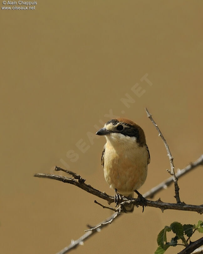 Woodchat Shrike female adult breeding, identification, Behaviour