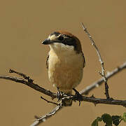 Woodchat Shrike