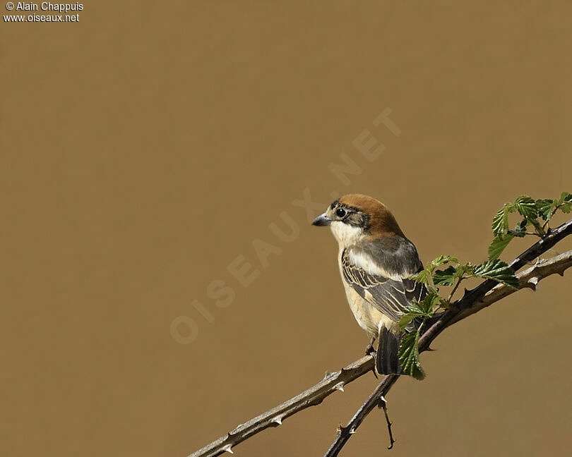 Woodchat Shrike female adult breeding, identification, Behaviour