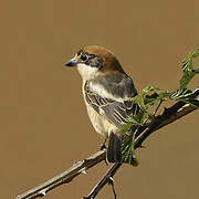 Woodchat Shrike