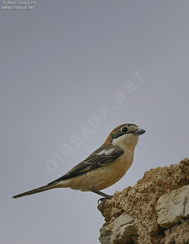 Woodchat Shrike female adult breeding, identification, Behaviour