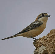 Woodchat Shrike