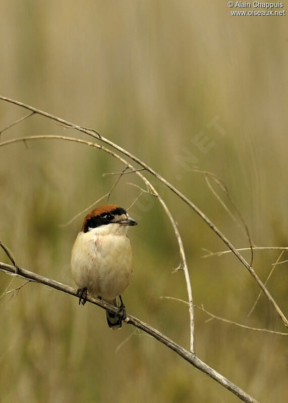 Woodchat Shrike male adult breeding, identification, Behaviour