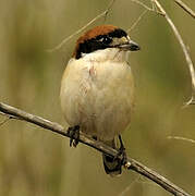 Woodchat Shrike