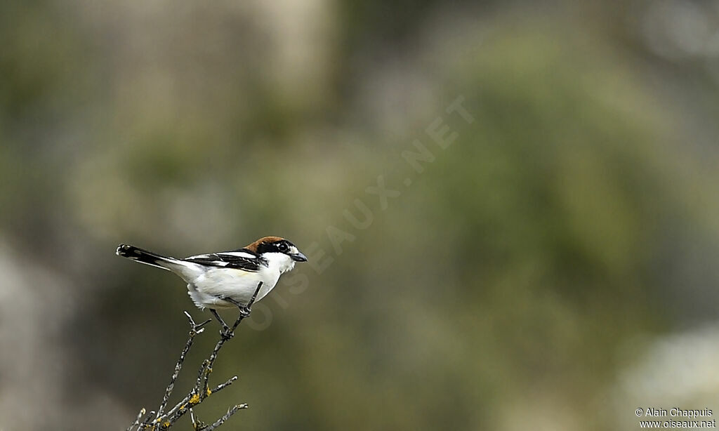 Woodchat Shrikeadult, identification, Behaviour