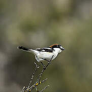 Woodchat Shrike