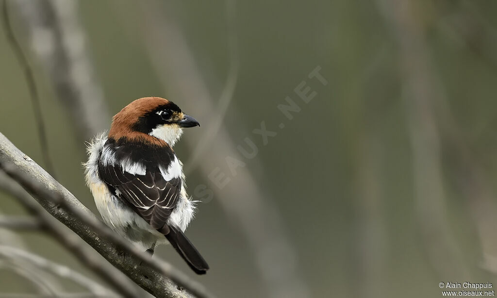 Woodchat Shrikeadult, identification, close-up portrait