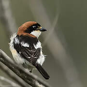 Woodchat Shrike