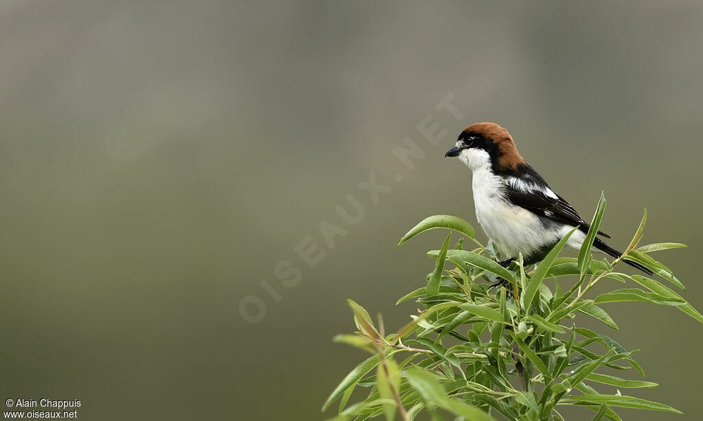 Woodchat Shrikeadult, identification, close-up portrait