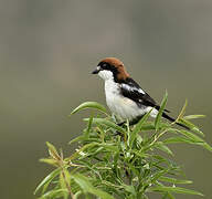 Woodchat Shrike