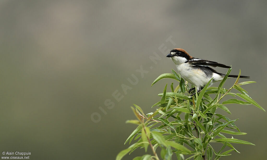 Woodchat Shrikeadult, identification, close-up portrait