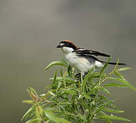 Woodchat Shrike