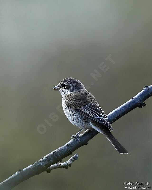 Pie-grièche écorcheurimmature, identification, Comportement