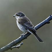 Red-backed Shrike