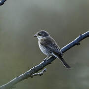 Red-backed Shrike