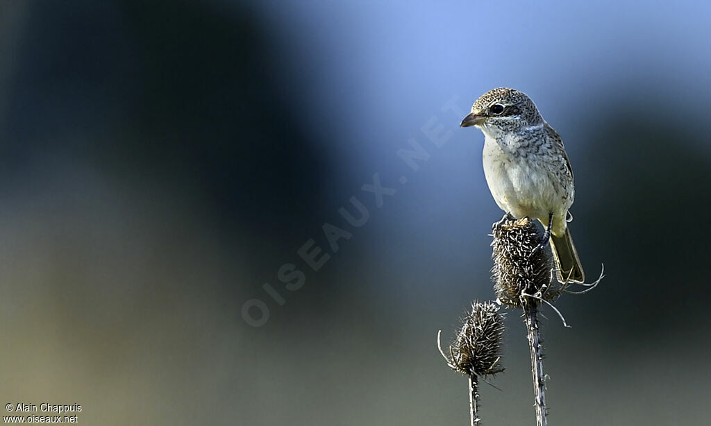 Red-backed Shrikejuvenile, identification, Behaviour