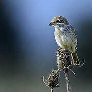 Red-backed Shrike