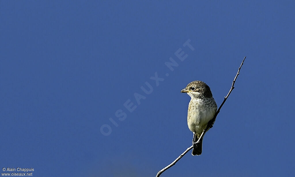 Pie-grièche écorcheurjuvénile, identification, Comportement