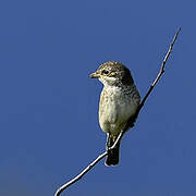 Red-backed Shrike