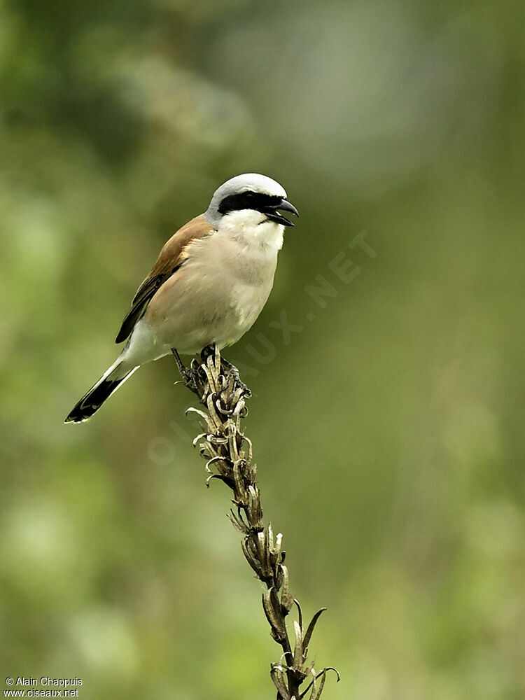 Red-backed Shrike male adult, identification, Behaviour