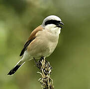 Red-backed Shrike