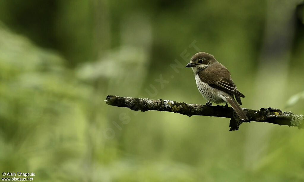 Pie-grièche écorcheur femelle adulte, identification, Comportement