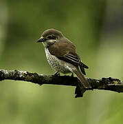 Red-backed Shrike