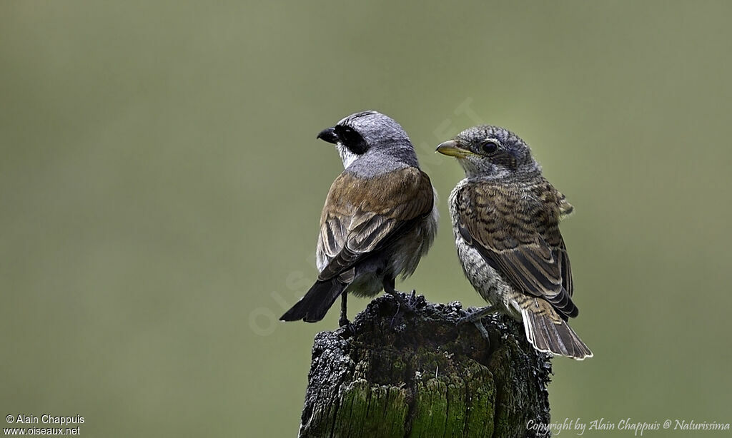 Red-backed Shrike, identification, close-up portrait