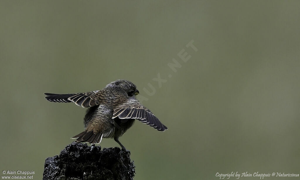 Red-backed Shrikejuvenile, identification, close-up portrait, eats