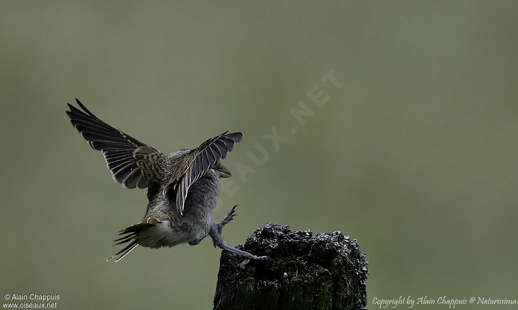 Red-backed Shrikejuvenile, identification, close-up portrait, Flight