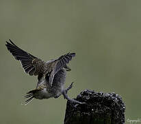 Red-backed Shrike