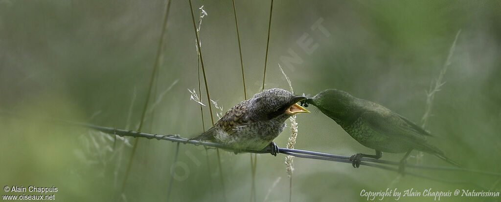 Red-backed Shrike, eats