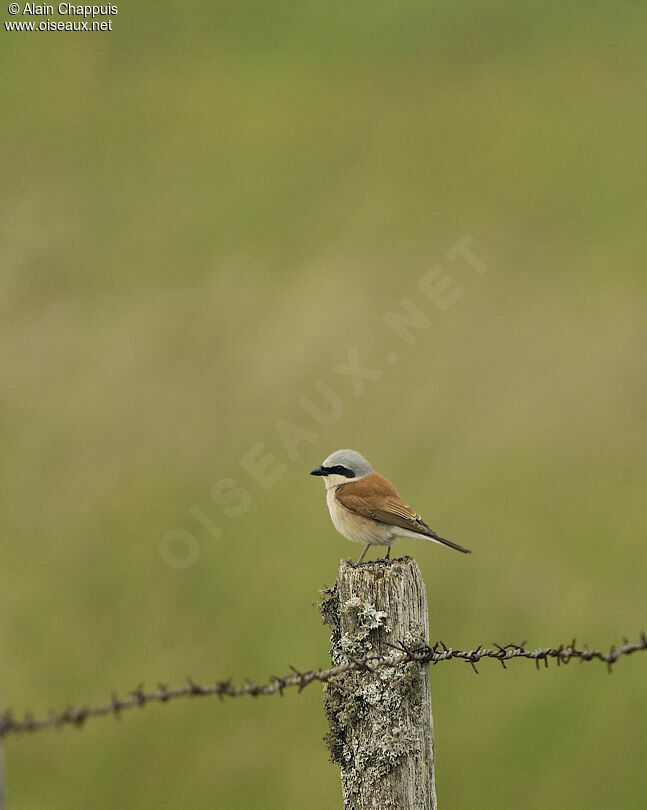 Red-backed Shrike male adult breeding, identification, Behaviour