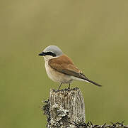 Red-backed Shrike