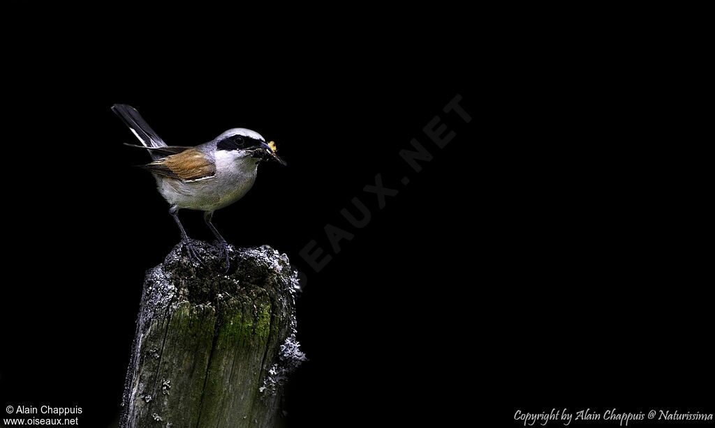 Red-backed Shrike male adult, identification, close-up portrait, eats