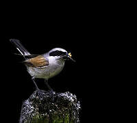 Red-backed Shrike