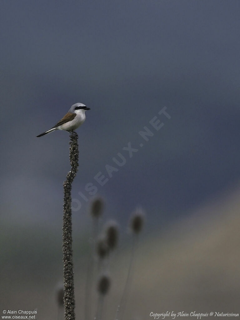 Red-backed Shrike male adult, identification, close-up portrait