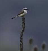 Red-backed Shrike