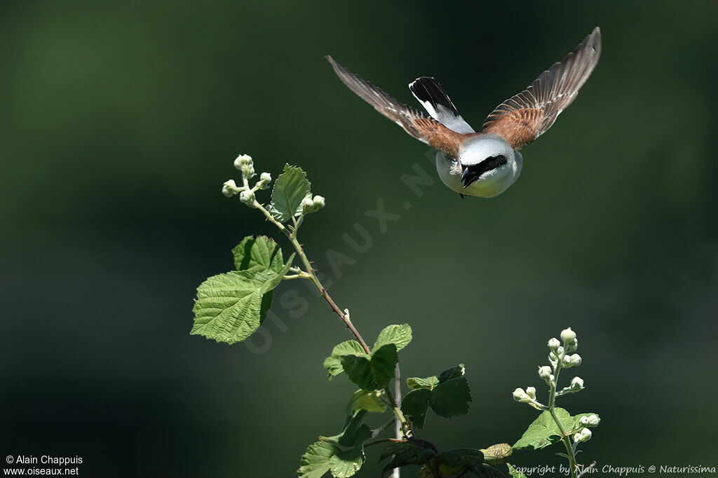 Red-backed Shrike male adult, Flight