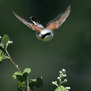 Red-backed Shrike