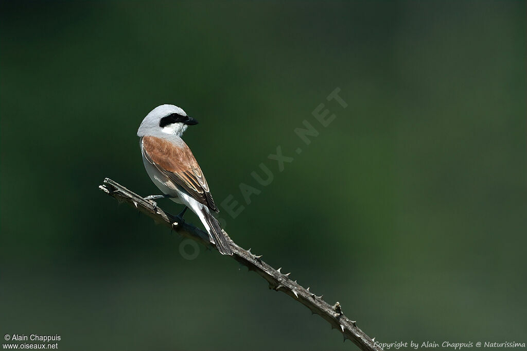 Red-backed Shrike male adult, identification, fishing/hunting